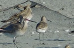 Asiatic dowitcher. Non-breeding adult (standing, at right) among bar-tailed godwits. Motueka Sandspit, January 2017. Image © Graham Barwell by Graham Barwell.