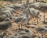 Asiatic dowitcher. Adult in non-breeding plumage, among bar-tailed godwits. Broome, Western Australia, October 2013. Image © Tim Barnard by Tim Barnard.