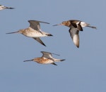 Asiatic dowitcher. Adult in breeding plumage in flight (lowest bird) with bar-tailed godwit and black-tailed godwit. Broome, Western Australia, March 2015. Image © Richard Else by Richard Else.