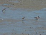 Asiatic dowitcher. Adults foraging. Sumatra, September 2012. Image © Andrew Crossland by Andrew Crossland.