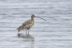 Eastern curlew. Adult waiting for high tide to recede. Mangere Bridge township foreshore, July 2015. Image © Bruce Buckman by Bruce Buckman.