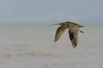 Eastern curlew. Adult in flight. Miranda, June 2014. Image © Bartek Wypych by Bartek Wypych.