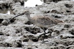 Eastern curlew. Adult. Cairns, September 2010. Image © Dick Porter by Dick Porter.