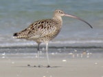 Eastern curlew. Adult. Ruakaka, March 2017. Image © Scott Brooks (ourspot) by Scott Brooks.