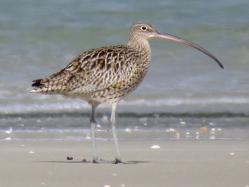 Eastern curlew. Adult. Ruakaka, March 2017. Image © Scott Brooks (ourspot) by Scott Brooks.