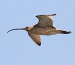 Eastern curlew. Ventral view of adult in flight. Yalu Jiang National Nature Reserve, China, April 2010. Image © Phil Battley by Phil Battley.