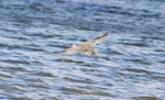 Eastern curlew. In flight, showing rump colour. Lower Hutt, March 2013. Image © Robert Hanbury-Sparrow by Robert Hanbury-Sparrow.