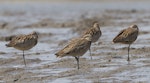 Eastern curlew. Adults roosting. Yalu Jiang National Nature Reserve, China, April 2010. Image © Phil Battley by Phil Battley.