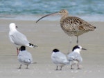 Eastern curlew. Adult with white-fronted terns and red-billed gull. Ruakaka, March 2017. Image © Scott Brooks (ourspot) by Scott Brooks.