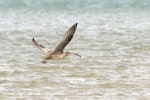 Eastern curlew. Adult in flight showing underwings and tail. Catlins, February 2013. Image © Glenda Rees by Glenda Rees.