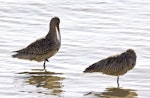 Eastern curlew. Two adults, one preening. Cairns foreshore, Queensland, Australia, August 2015. Image © Rebecca Bowater by Rebecca Bowater FPSNZ AFIAP.