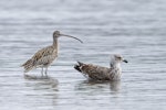 Eastern curlew. Adult with immature southern black-backed gull nearby. Mangere Bridge township foreshore, July 2015. Image © Bruce Buckman by Bruce Buckman.