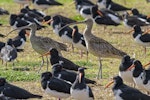 Eastern curlew. Two adults roosting with a flock of South Island pied oystercatchers. Mangere Bridge township foreshore, August 2015. Image © Bruce Buckman by Bruce Buckman.