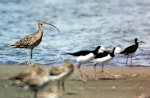 Eastern curlew. Adult (left) with pied stilts and bar-tailed godwits. Manawatu River estuary, February 2008. Image © Alex Scott by Alex Scott.