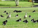 Eastern curlew. Two adults roosting with South Island pied oystercatchers. Mangere Bridge, Auckland, November 2015. Image © Jacqui Geux by Jacqui Geux.