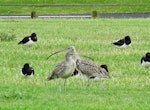 Eastern curlew. Two adults roosting with South Island pied oystercatchers. Mangere Bridge, Auckland, November 2015. Image © Jacqui Geux by Jacqui Geux.