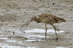 Eastern curlew. Adult catching a crab. Cairns foreshore, Queensland, Australia, July 2017. Image © Rebecca Bowater by Rebecca Bowater FPSNZ AFIAP.