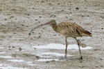 Eastern curlew. Adult with a crab. Cairns foreshore, Queensland, Australia, July 2017. Image © Rebecca Bowater by Rebecca Bowater FPSNZ AFIAP.