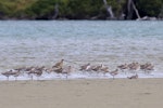 Eastern curlew. Size comparison with bar-tailed godwits. Catlins, February 2013. Image © Glenda Rees by Glenda Rees.