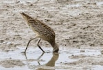 Eastern curlew. Adult feeding. Cairns foreshore, Queensland, Australia, July 2017. Image © Rebecca Bowater by Rebecca Bowater FPSNZ AFIAP.