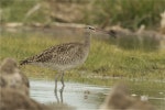 Eurasian whimbrel. Adult Asiatic whimbrel. Ashley estuary, Canterbury, October 2013. Image © Steve Attwood by Steve Attwood.