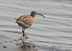 Eurasian whimbrel. Adult Asiatic whimbrel on stopover on northward migration. Yalu Jiang National Nature Reserve, China, April 2010. Image © Phil Battley by Phil Battley.