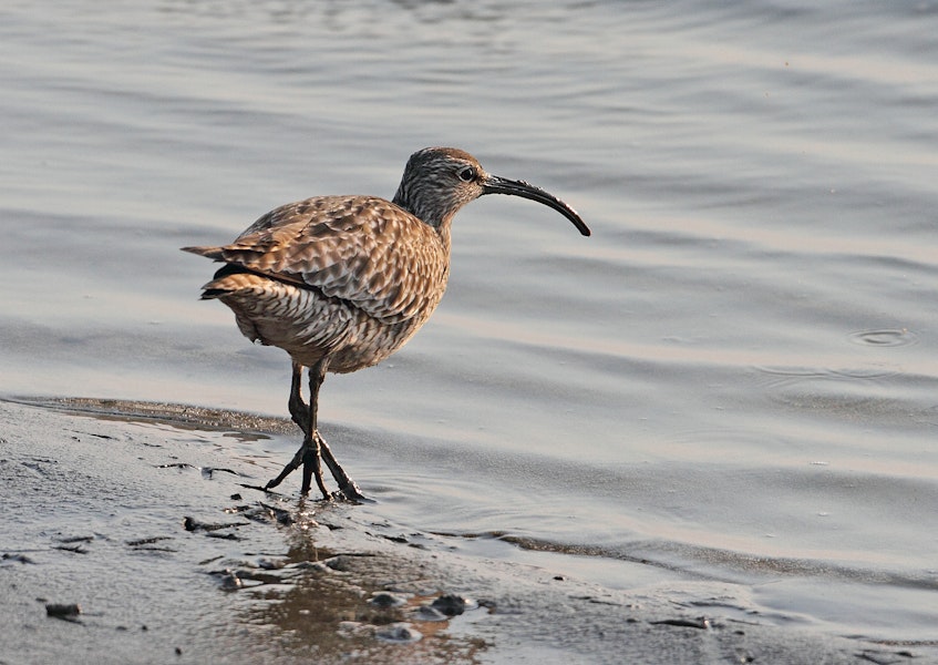 Eurasian whimbrel. Adult Asiatic whimbrel on stopover on northward migration. Yalu Jiang National Nature Reserve, China, April 2010. Image © Phil Battley by Phil Battley.