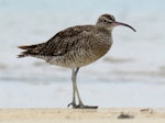 Eurasian whimbrel. Adult Asiatic whimbrel. Ngunguru sandspit, December 2016. Image © Scott Brooks (ourspot) by Scott Brooks.