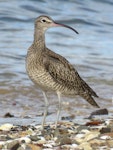 Eurasian whimbrel. Adult Asiatic whimbrel. Ngunguru, February 2017. Image © Scott Brooks (ourspot) by Scott Brooks.