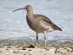 Eurasian whimbrel. Adult Asiatic whimbrel. Ngunguru, April 2017. Image © Scott Brooks (ourspot) by Scott Brooks.