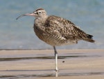 Eurasian whimbrel. Adult. Ngunguru sandspit, February 2020. Image © Scott Brooks (ourspot) by Scott Brooks.