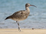 Eurasian whimbrel. Adult. Ngunguru sandspit, February 2020. Image © Scott Brooks (ourspot) by Scott Brooks.