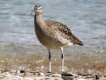 Eurasian whimbrel. Adult Asiatic whimbrel showing the crown stripe. Ngunguru, April 2017. Image © Scott Brooks (ourspot) by Scott Brooks.