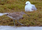 Eurasian whimbrel. Adult Asiatic whimbrel (foreground) with red-billed gull. Manawatu River estuary, November 2014. Image © Alex Scott by Alex Scott.