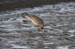 Eurasian whimbrel. Adult Asiatic whimbrel probing for mudcrab. Clive rivermouth, Hawke's Bay, November 2015. Image © Adam Clarke by Adam Clarke.