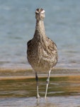 Eurasian whimbrel. Adult front on view. Ngunguru sandspit, February 2020. Image © Scott Brooks (ourspot) by Scott Brooks.