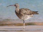 Eurasian whimbrel. Adult. Ngunguru sandspit, February 2020. Image © Scott Brooks (ourspot) by Scott Brooks.