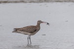 Eurasian whimbrel. Adult Asiatic whimbrel feeding on small crustaceans. Foxton Beach and bird sanctuary, November 2014. Image © Roger Smith by Roger Smith.