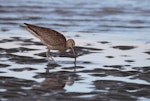 Eurasian whimbrel. Adult Asiatic whimbrel foraging on mudflat. Clive rivermouth, Hawke's Bay, November 2015. Image © Adam Clarke by Adam Clarke.