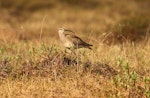 Eurasian whimbrel. Adult American whimbrel on breeding grounds. Seward Peninsula, Alaska, June 2009. Image © Craig Steed by Craig Steed.