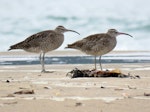 Eurasian whimbrel. Adult Asiatic whimbrels. Ngunguru sandspit, February 2019. Image © Scott Brooks (ourspot) by Scott Brooks.