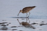 Eurasian whimbrel. Adult Asiatic whimbrel seizing mudcrab. Clive rivermouth, Hawke's Bay, November 2015. Image © Adam Clarke by Adam Clarke.