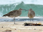 Eurasian whimbrel. Adult Asiatic whimbrels. Ngunguru sandspit, February 2019. Image © Scott Brooks (ourspot) by Scott Brooks.