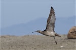 Eurasian whimbrel. Adult Asiatic whimbrel left profile on take off. Ashley estuary, Canterbury, April 2015. Image © Steve Attwood by Steve Attwood.