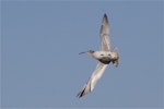 Eurasian whimbrel. Adult Asiatic whimbrel in flight ventral view. Ashley estuary, Canterbury, April 2015. Image © Steve Attwood by Steve Attwood.