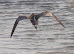 Eurasian whimbrel. Asiatic whimbrel in flight, showing back pale back above barred rump. Yalu Jiang National Nature Reserve, China, April 2010. Image © Phil Battley by Phil Battley.