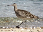 Eurasian whimbrel. Adult Asiatic whimbrel walking. Ngunguru, April 2017. Image © Scott Brooks (ourspot) by Scott Brooks.