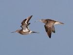 Eurasian whimbrel. Adult Asiatic whimbrel in flight (right) with black-tailed godwit. Broome, Western Australia, March 2015. Image © Richard Else by Richard Else.