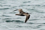 Eurasian whimbrel. Asiatic whimbrel in flight. Green Point, Porirua, November 2013. Image © Duncan Watson by Duncan Watson.