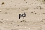 Eurasian whimbrel. Adult Asiatic whimbrel taking flight. Ngunguru sandspit, Northland, September 2010. Image © Malcolm Pullman by Malcolm Pullman.